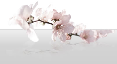 Blume